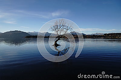 The famous â€œA lonely treeâ€ of WANAKA NZ Stock Photo